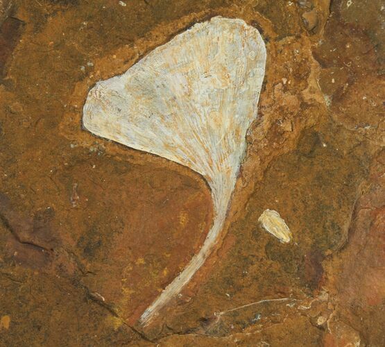 Fossil Ginkgo Leaf From North Dakota - Paleocene #95345